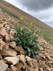 Senecio amplectens