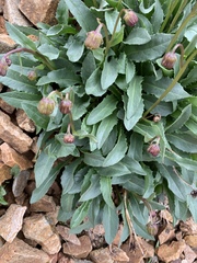 Senecio amplectens