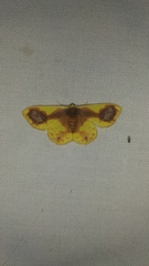 Plutodes lamisca