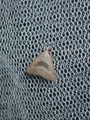 Dichromodes leptozona