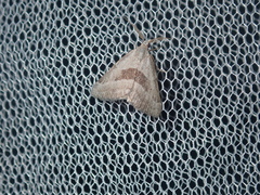 Dichromodes leptozona
