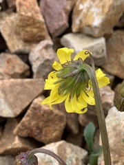 Senecio amplectens