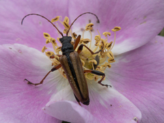 Cortodera longicornis