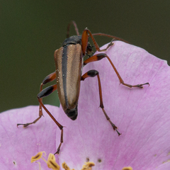 Cortodera longicornis