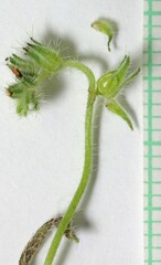 Cryptantha torreyana