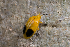 Oides palleata