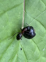 Camponotus obscuripes