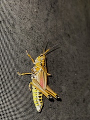 Romalea microptera