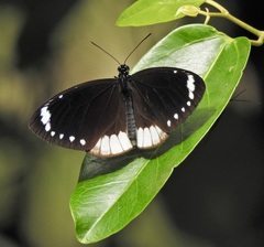 Euploea darchia