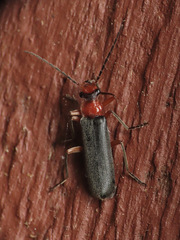 Podabrus conspiratus