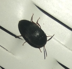 Eustrophopsis