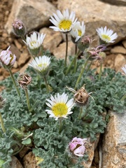 Erigeron vagus