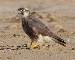 Falco biarmicus biarmicus