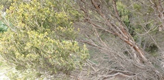 Melaleuca brevifolia