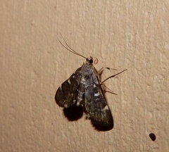 Protonoceras capitalis