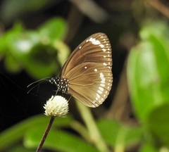 Euploea darchia