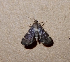 Protonoceras capitalis