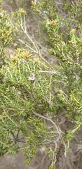 Melaleuca brevifolia