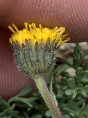 Erigeron mancus