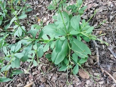 Talinum fruticosum