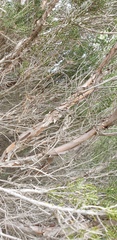 Melaleuca brevifolia
