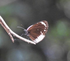 Euploea darchia