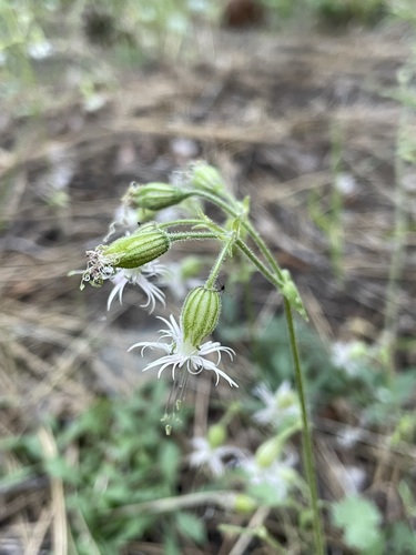 Image of Silene lemmonii by (c) Matt Berger, some rights reserved (CC BY)