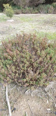 Suaeda australis