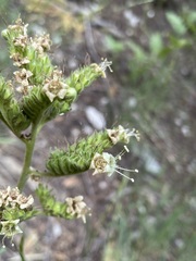 Phacelia procera