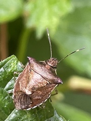 Carbula abbreviata