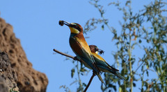 Merops apiaster