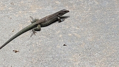 Aspidoscelis stictogrammus