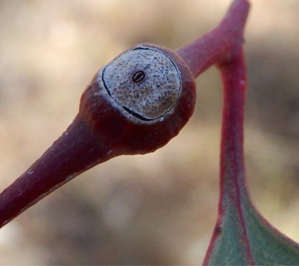 Tanyscelis