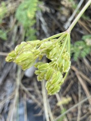 Cymopterus terebinthinus californicus