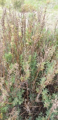 Suaeda australis