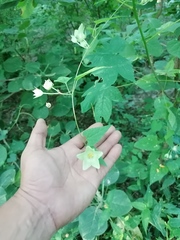 Dictyanthus hamatus