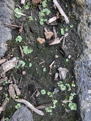 Riccia crystallina