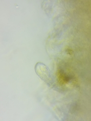 Steccherinum nitidum