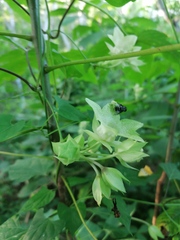 Dictyanthus hamatus