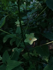 Dictyanthus hamatus