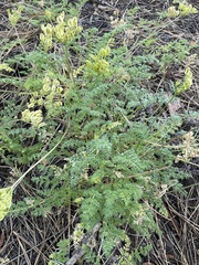 Cymopterus terebinthinus californicus