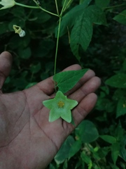 Dictyanthus hamatus