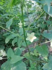 Dictyanthus hamatus
