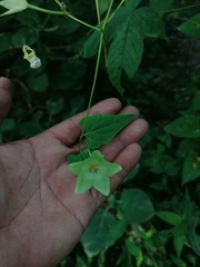 Dictyanthus hamatus