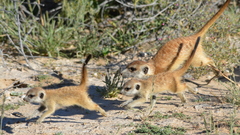 Suricata suricatta