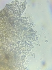 Steccherinum nitidum