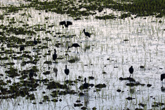 Anastomus lamelligerus