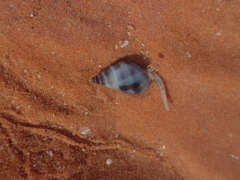 Nassarius dorsatus