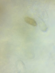 Steccherinum nitidum