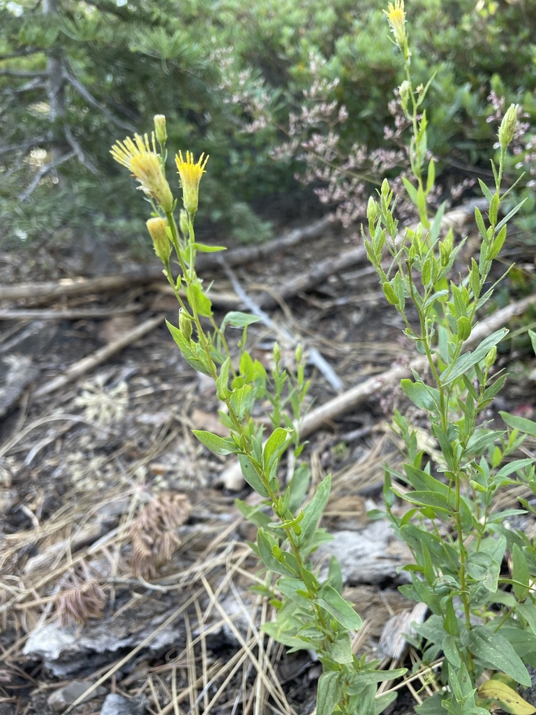 white-top asters